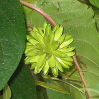 Baum des Lebens (Camptotheca acuminata)