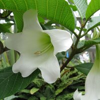 Nepalesische Trompetenblume (Beaumontia grandiflora)
