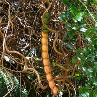 Meeresherz (Entada gigas)