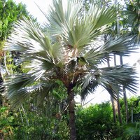 Blaue Latanpalme (Latania loddigesii)