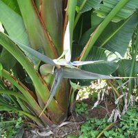 Bergparadiesvogelblume (Strelitzia caudata)