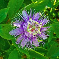 Maypop Passionsblume (Passiflora incarnata)
