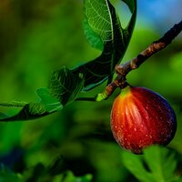 Feige (Ficus carica)