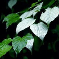 Silberrebe-Kiwi (Actinidia polygama)