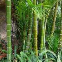 Moso-Riesenbambus (Phyllostachys edulis)