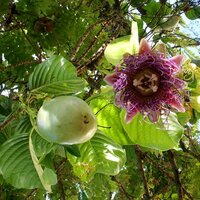 Riesenpassionsblume (Passiflora quadrangularis)