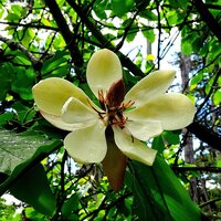 S&uuml;dliche Magnolie (Magnolia grandiflora)