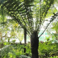 Wheki Ponga Baumfarn (Dicksonia fibrosa)