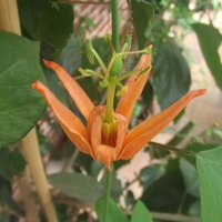Australische Passionsblume (Passiflora aurantia)