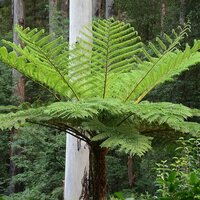 Australischer Baumfarn (Cyathea cooperi)