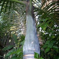 Spindelpalme (Hyophorbe verschaffeltii)