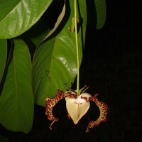 Muskatnuss (Monodora myristica)