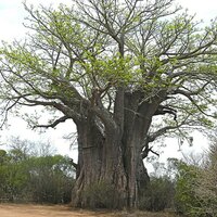 Afrikanischer Affenbrotbaum (Adansonia digitata)
