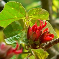 Affenhandbaum (Chiranthodendron pentadactylon)