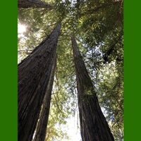 K&uuml;stenmammutbaum (Sequoia sempervirens)