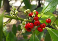 Mate (Ilex paraguariensis)