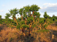 Mate (Ilex paraguariensis)