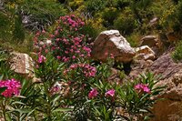 Oleander (Nerium oleander)