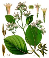Roter Chinarindenbaum (Cinchona pubescens)