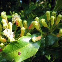 Gew&uuml;rznelke (Syzygium aromaticum)