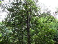 Gew&uuml;rznelke (Syzygium aromaticum)