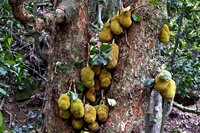 Jackfrucht (Artocarpus heterophyllus)