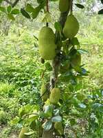 Jackfrucht (Artocarpus heterophyllus)
