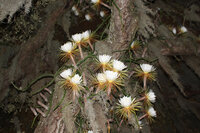 K&ouml;nigin der Nacht (Selenicereus grandiflorus)