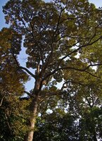 Durian (Durio zibethinus)