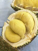 Durian (Durio zibethinus)