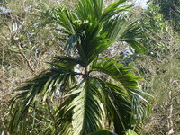 Betelpalme (Areca catechu)