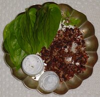 Betelpalme (Areca catechu)