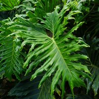 Baum-Philodendron (Thaumatophyllum bipinnatifidum)