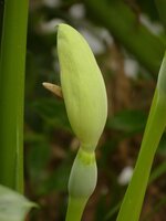 Baum-Philodendron (Thaumatophyllum bipinnatifidum)