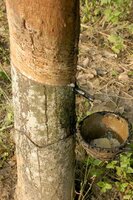Gummibaum (Hevea brasiliensis)