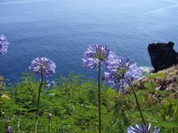 Afrikanische Lilie (Agapanthus praecox)