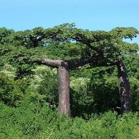 Suarez-Affenbrotbaum (Adansonia suarezensis)