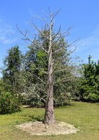 Suarez-Affenbrotbaum (Adansonia suarezensis)