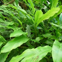 Kardamom (Elettaria cardamomum)