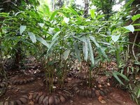 Kardamom (Elettaria cardamomum)