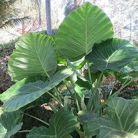 Riesen-Elefantenohr (Leucocasia gigantea 'Thailand Giant')