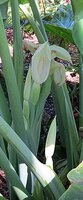 Riesen-Elefantenohr (Leucocasia gigantea 'Thailand Giant')