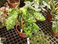 Tarnpflanze (Aglaonema pictum)