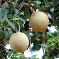 Elefantenapfel (Limonia acidissima)