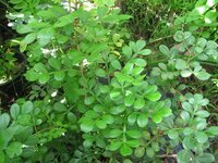 Elefantenapfel (Limonia acidissima)