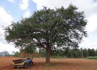 Elefantenapfel (Limonia acidissima)