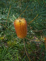 Haarnadel-Banksia (Banksia spinulosa)