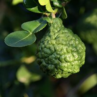 Djeroek Poeroet (Citrus hystrix)