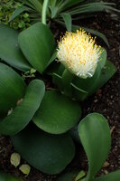 Puderpinsel (Haemanthus albiflos)