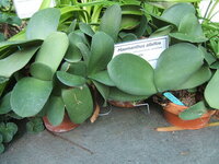 Puderpinsel (Haemanthus albiflos)